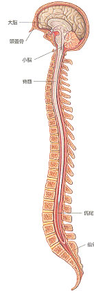 脊柱の画像：クラニオセイラクルセラピーの説明図